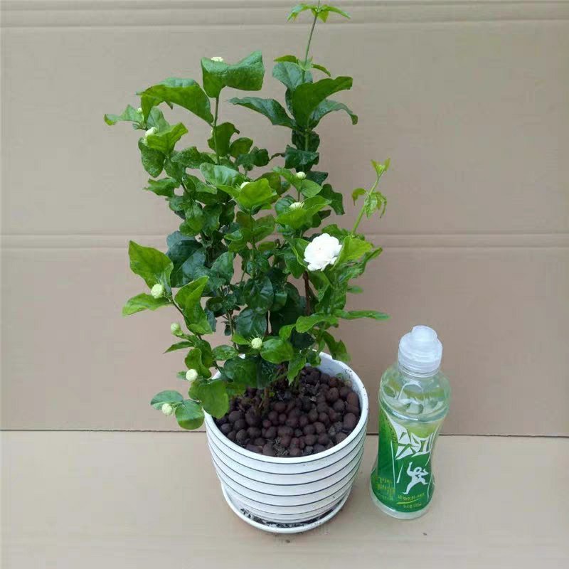 虎头茉莉花盆栽茉莉花盆栽四季浓香芳香多年生植物