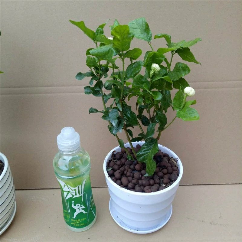 虎头茉莉花盆栽茉莉花盆栽四季浓香芳香多年生植物