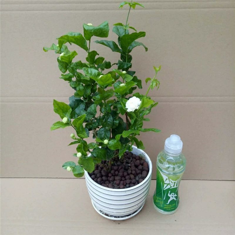 虎头茉莉花盆栽茉莉花盆栽四季浓香芳香多年生植物