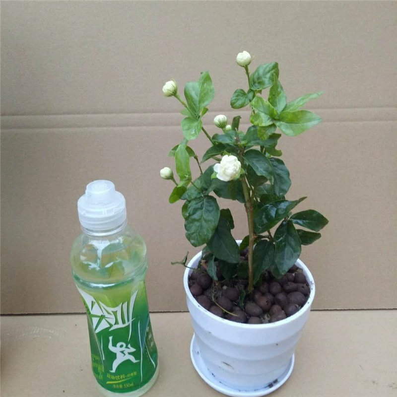 虎头茉莉花盆栽茉莉花盆栽四季浓香芳香多年生植物