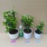 虎头茉莉花盆栽茉莉花盆栽四季浓香芳香多年生植物