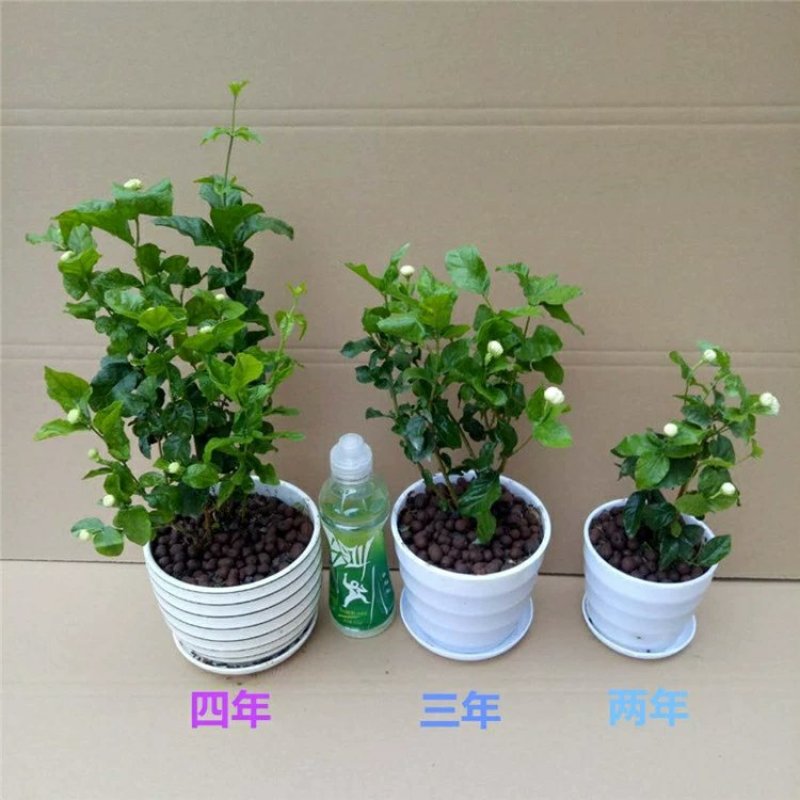 虎头茉莉花盆栽茉莉花盆栽四季浓香芳香多年生植物