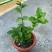 虎头茉莉花盆栽茉莉花盆栽四季浓香芳香多年生植物