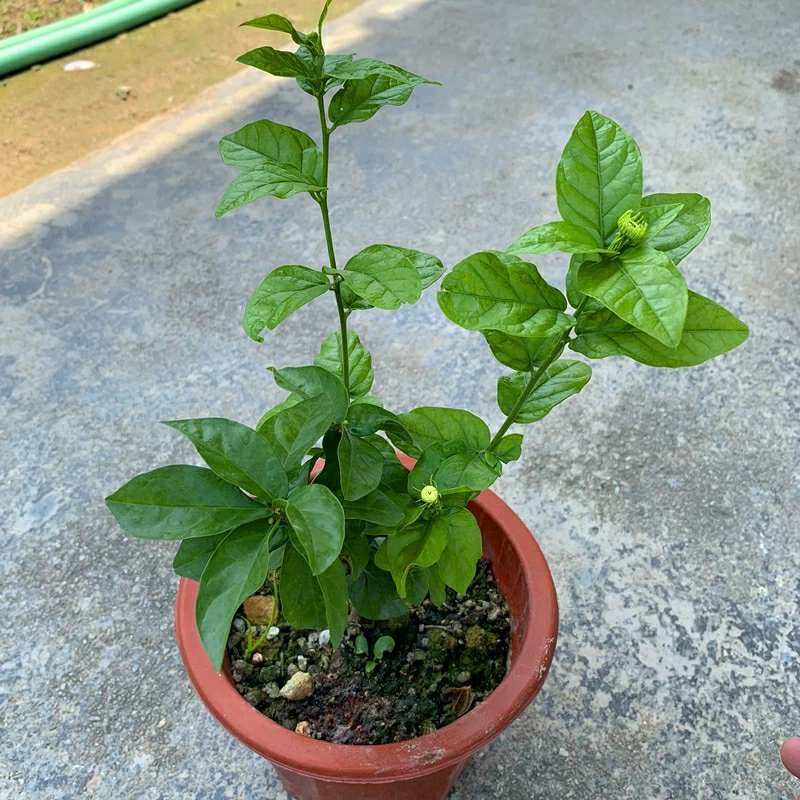 虎头茉莉花盆栽茉莉花盆栽四季浓香芳香多年生植物