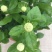 虎头茉莉花盆栽茉莉花盆栽四季浓香芳香多年生植物