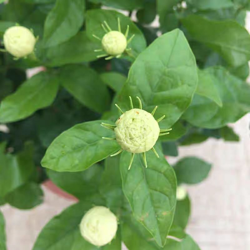 虎头茉莉花盆栽茉莉花盆栽四季浓香芳香多年生植物