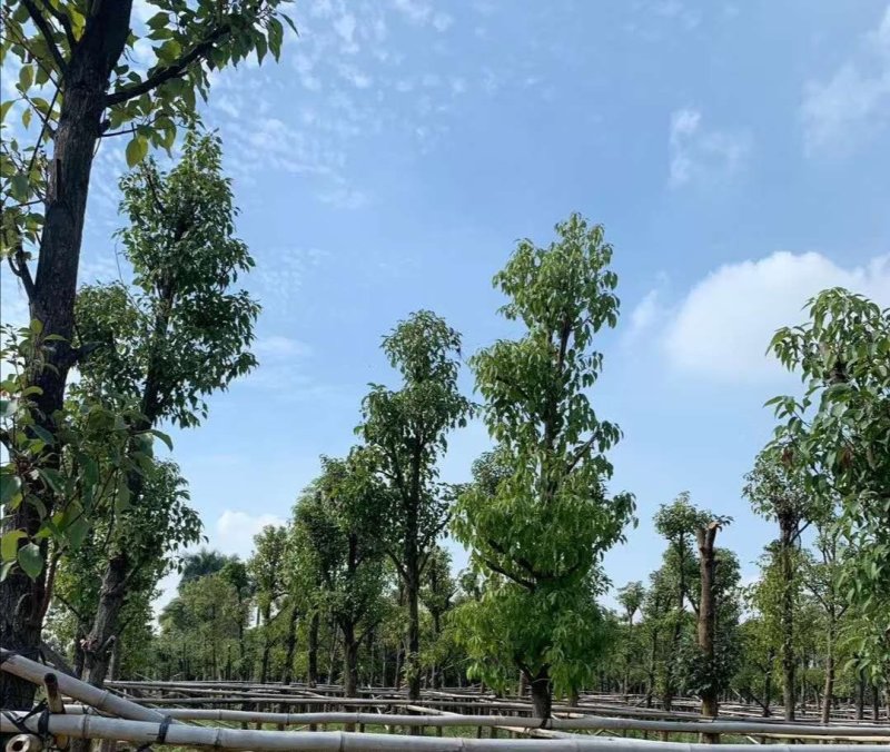 香樟10-14公分全冠杀头发冒香樟香樟小苗