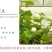 虎头茉莉花盆栽茉莉花盆栽四季浓香芳香多年生植物