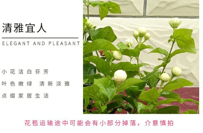 虎头茉莉花盆栽茉莉花盆栽四季浓香芳香多年生植物