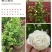 虎头茉莉花盆栽茉莉花盆栽四季浓香芳香多年生植物
