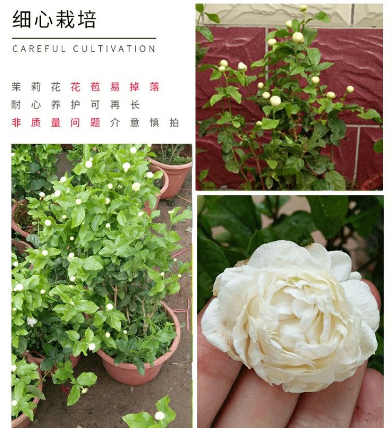 虎头茉莉花盆栽茉莉花盆栽四季浓香芳香多年生植物