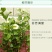 虎头茉莉花盆栽茉莉花盆栽四季浓香芳香多年生植物