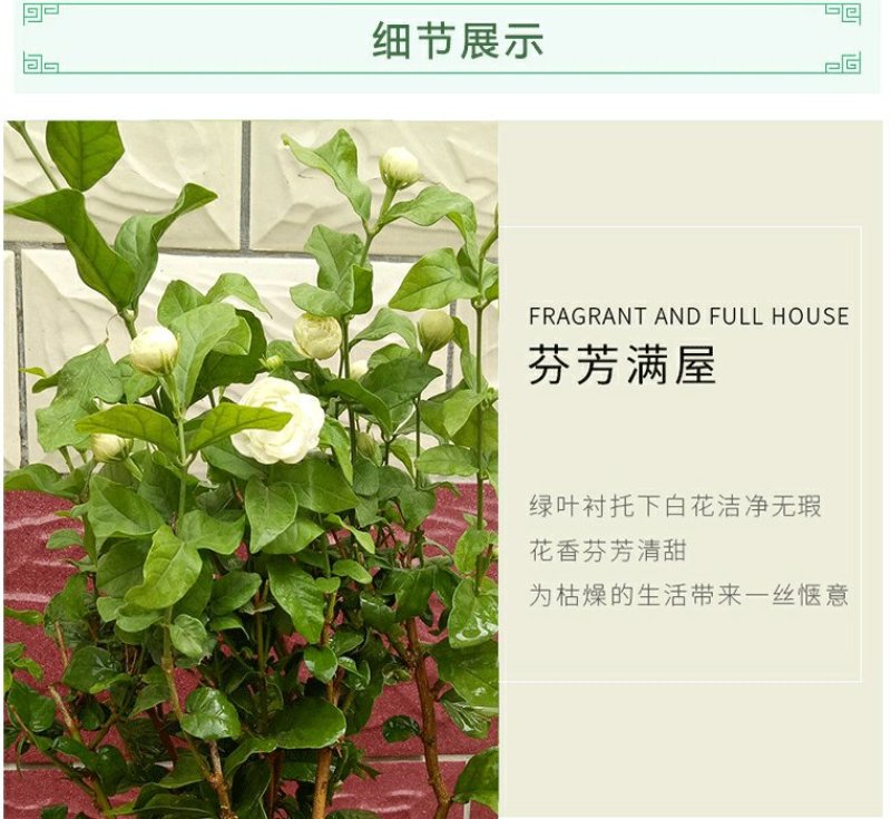 虎头茉莉花盆栽茉莉花盆栽四季浓香芳香多年生植物