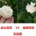 虎头茉莉花盆栽茉莉花盆栽四季浓香芳香多年生植物