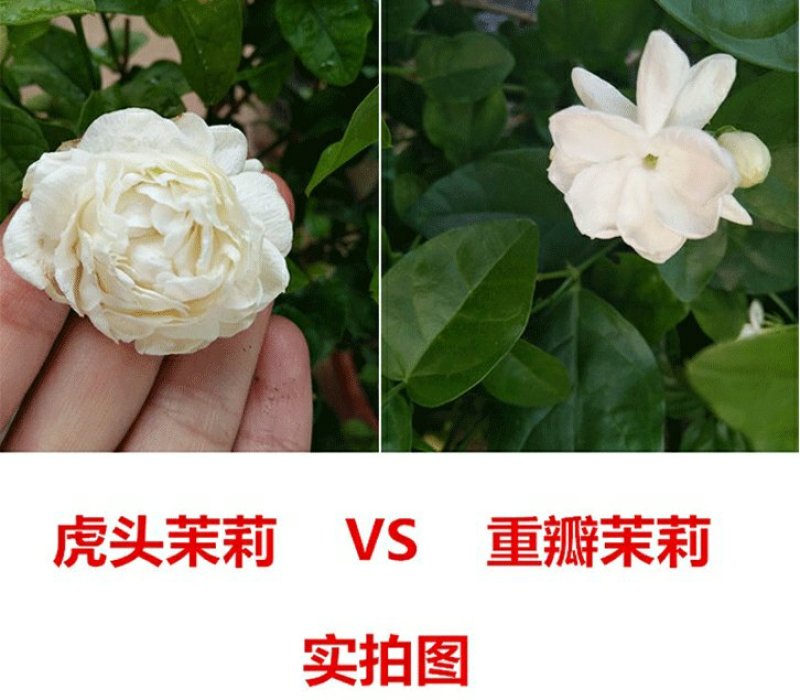 虎头茉莉花盆栽茉莉花盆栽四季浓香芳香多年生植物