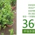 虎头茉莉花盆栽茉莉花盆栽四季浓香芳香多年生植物