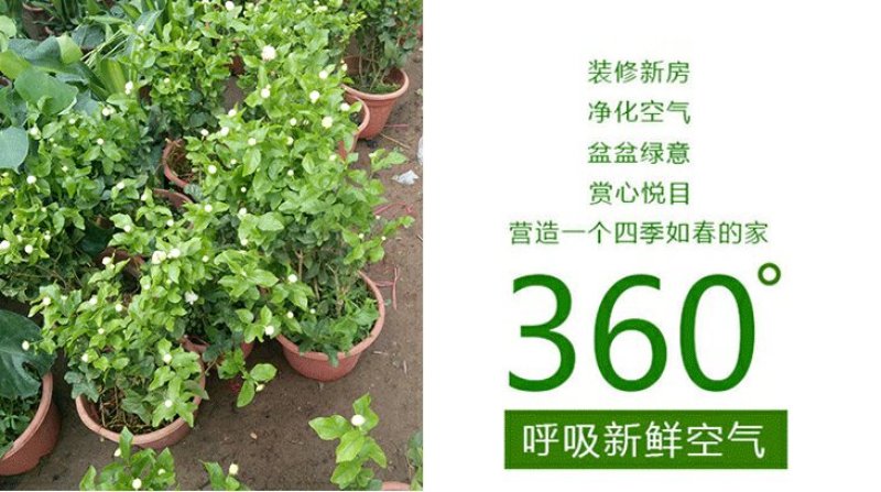 虎头茉莉花盆栽茉莉花盆栽四季浓香芳香多年生植物
