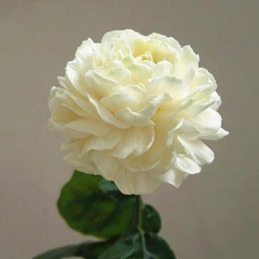 虎头茉莉花盆栽茉莉花盆栽四季浓香芳香多年生植物