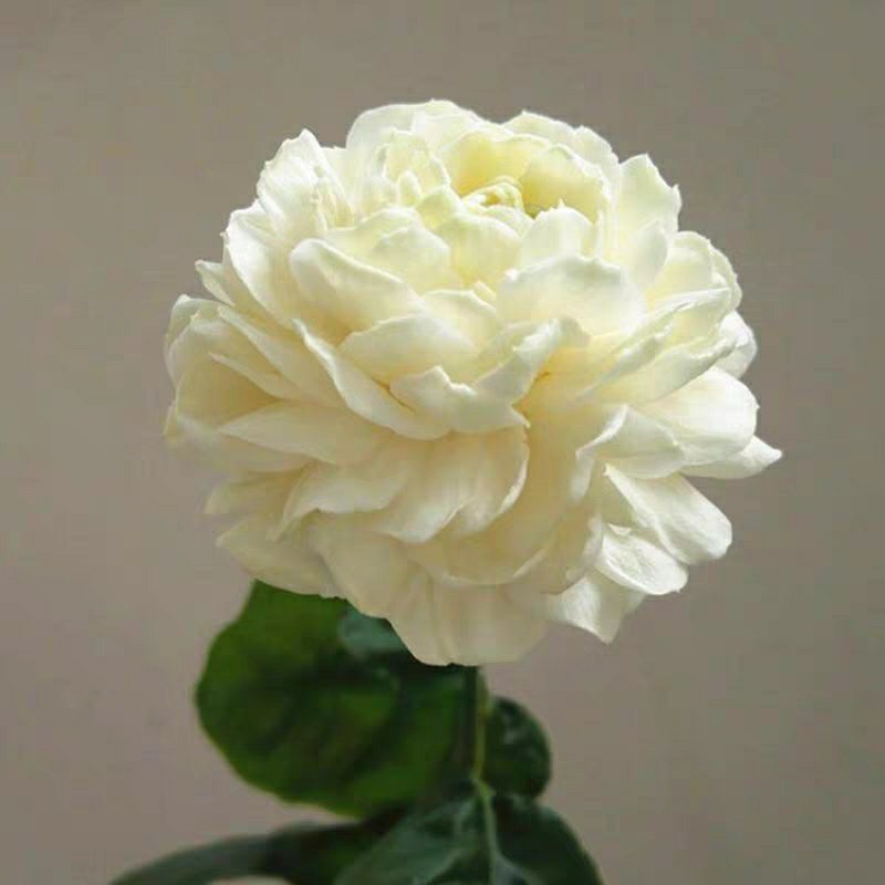 虎头茉莉花盆栽茉莉花盆栽四季浓香芳香多年生植物