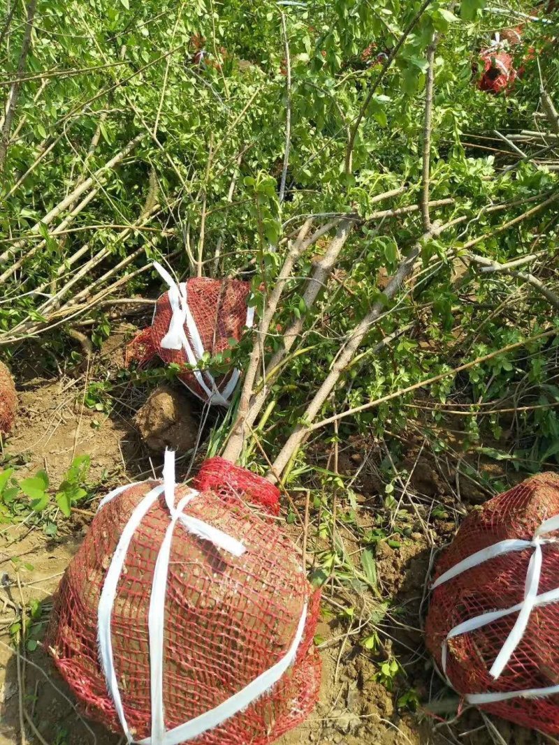 多头连翘苗杯苗连翘苗丛生连翘苗价格连翘苗基地