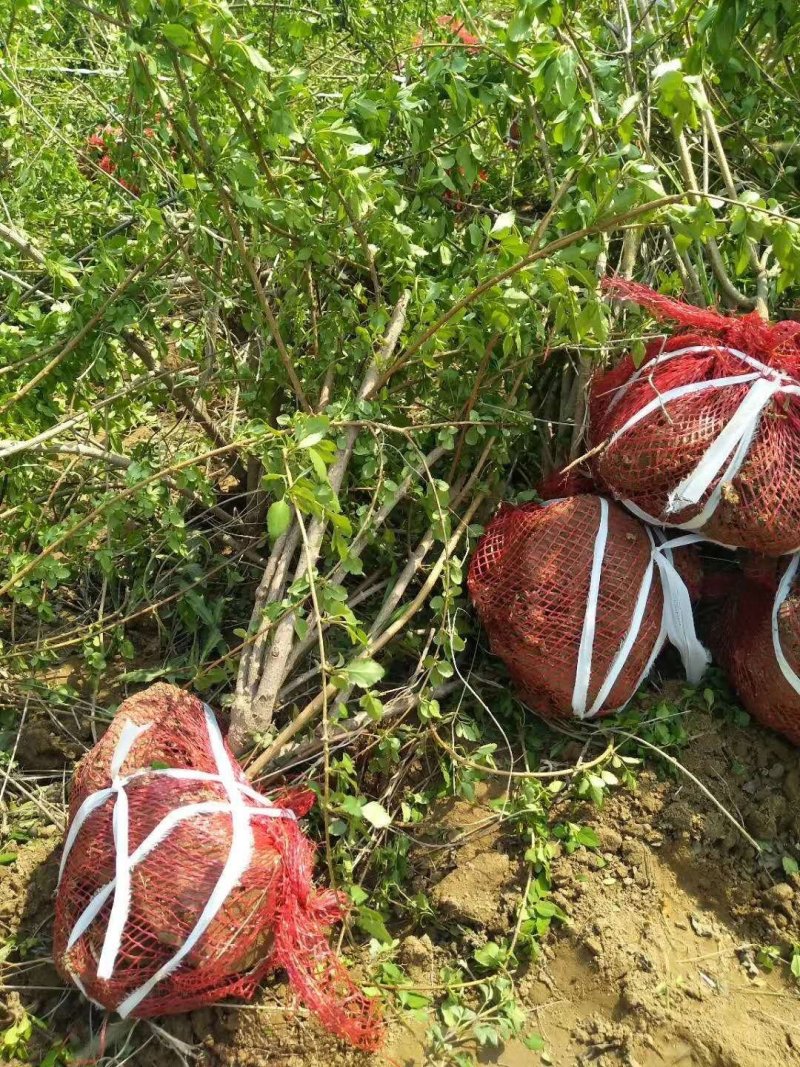 多头连翘苗杯苗连翘苗丛生连翘苗价格连翘苗基地
