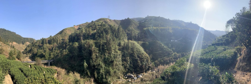 2025江西特产绿茶狗牯脑茶原产地高山茶叶