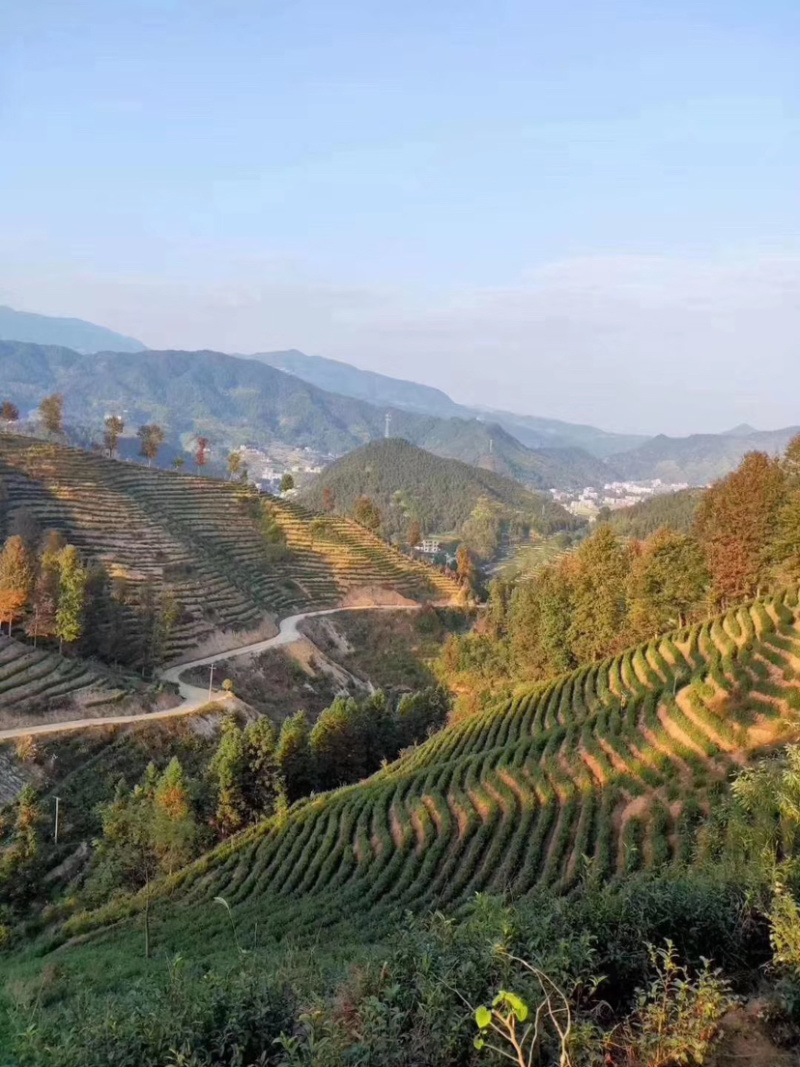 2025江西特产绿茶狗牯脑茶原产地高山茶叶
