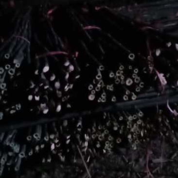 优质的竹竿大量批发。我需要的老板可以来咨询。