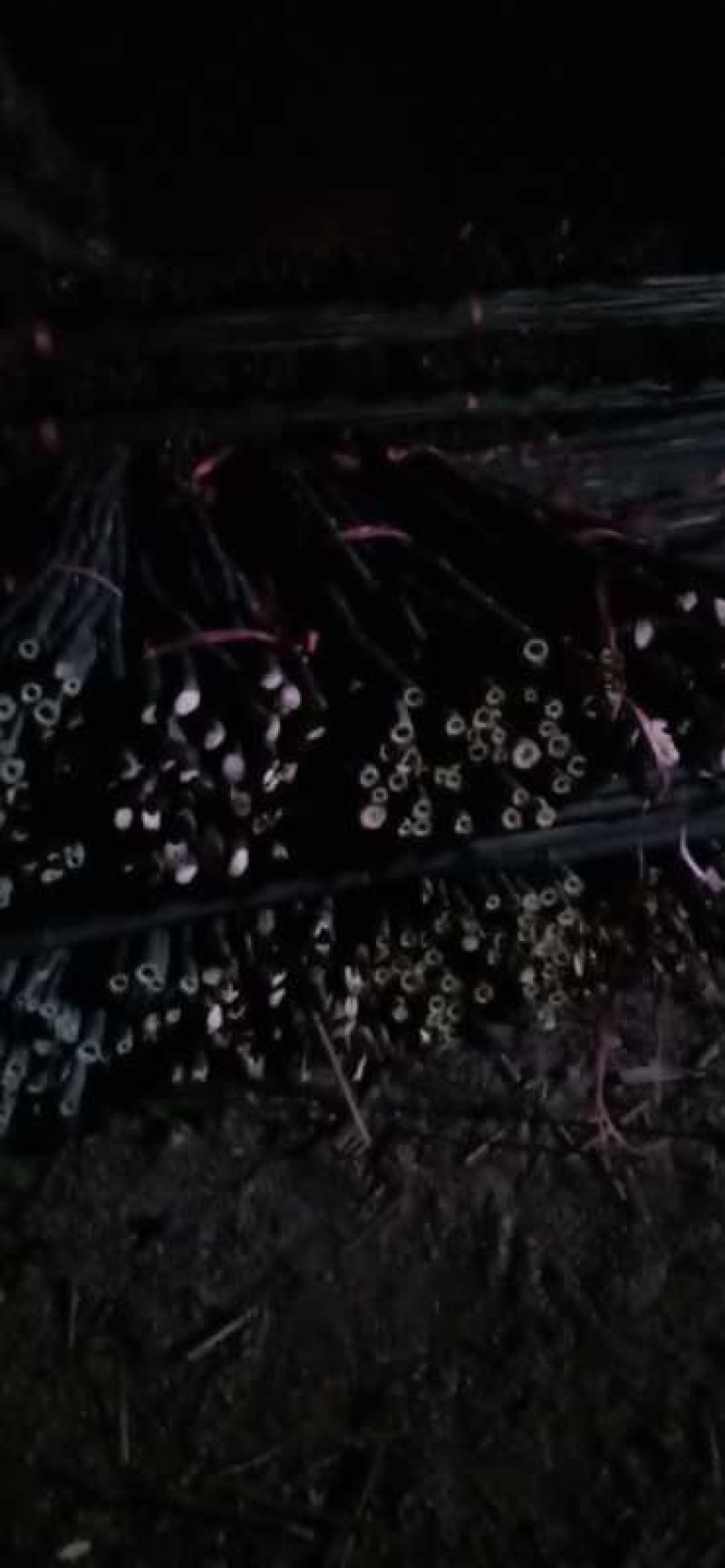 优质的竹竿大量批发。我需要的老板可以来咨询。