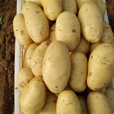 新土豆大棚五一前后量大