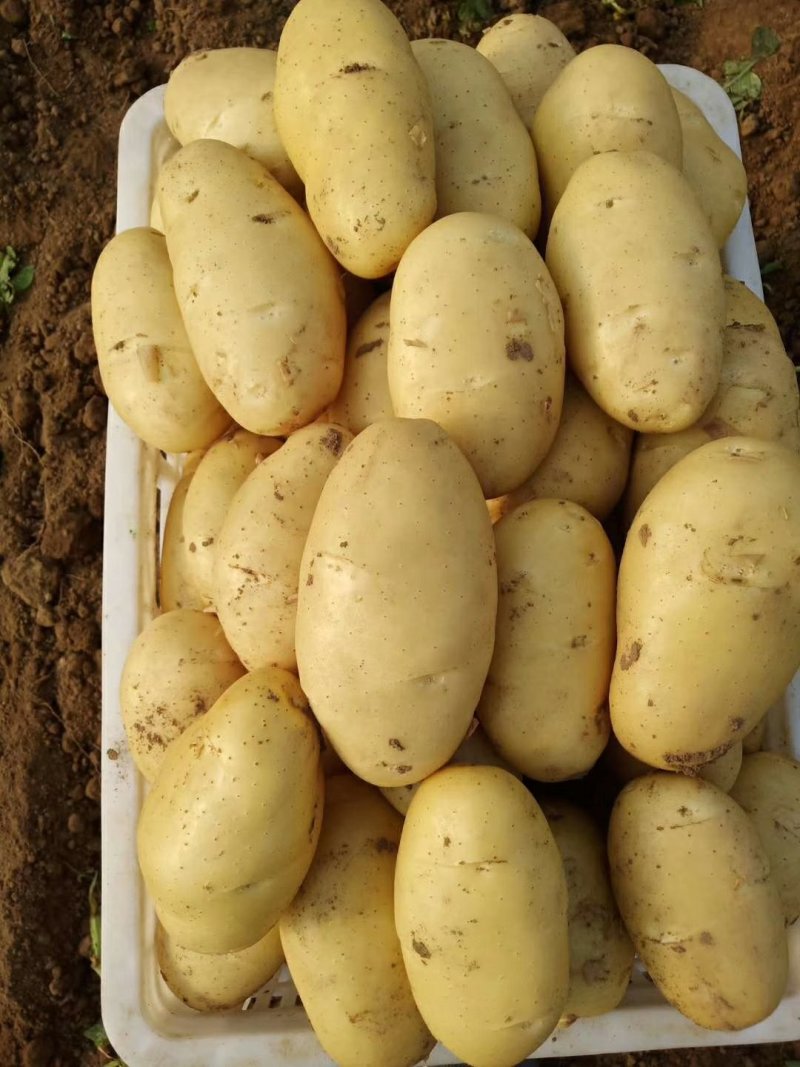 新土豆大棚的五一前后量大