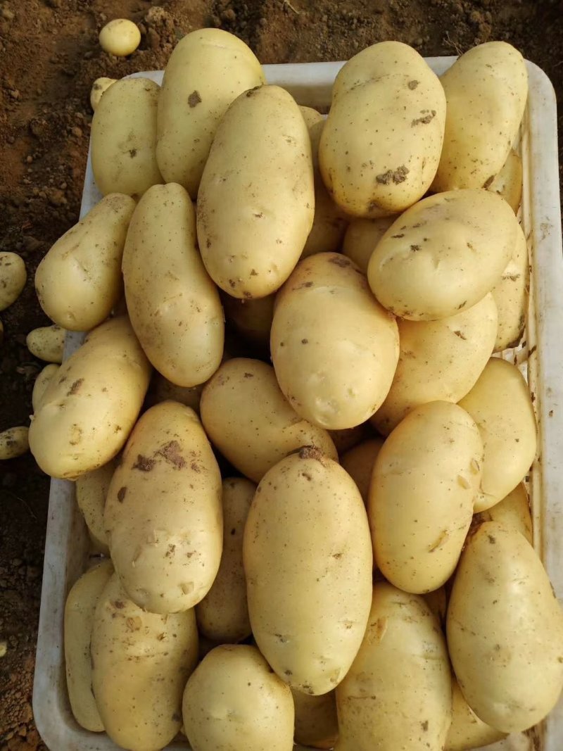 新土豆大棚的五一前后量大