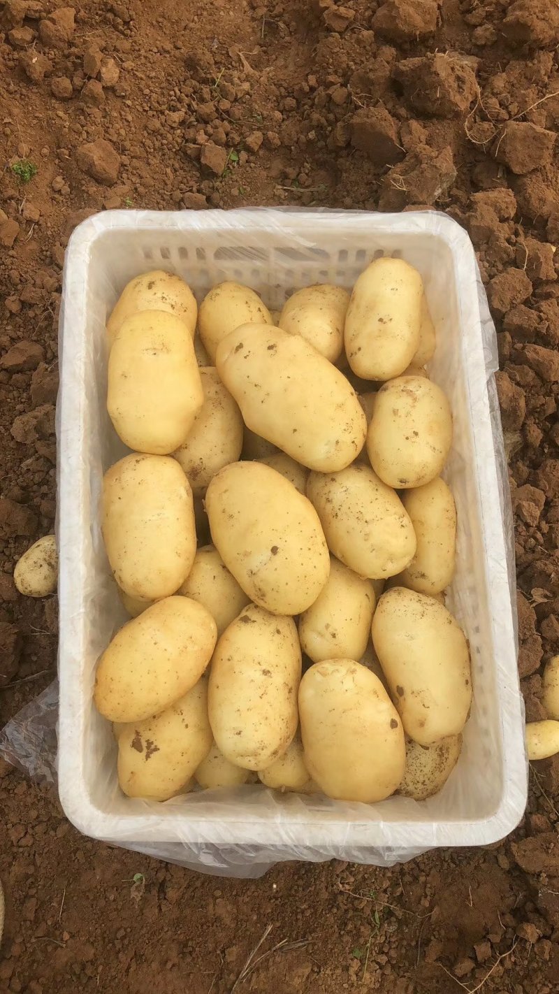 新土豆大棚的五一前后量大