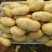 新土豆荷兰系列五一前后量大