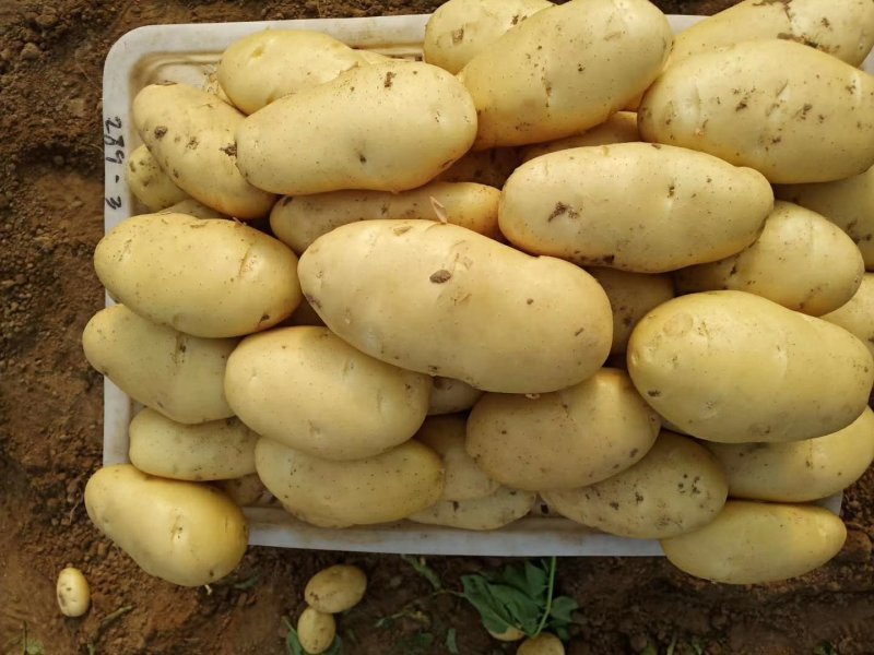新土豆荷兰系列五一前后量大