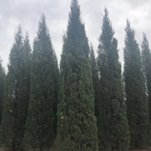 辽宁沈阳塔柏桧柏小苗工程苗1米-6米高造型塔柏繁育基地