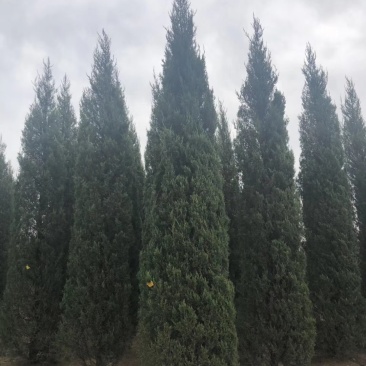 辽宁沈阳塔柏桧柏小苗工程苗1米-6米高造型塔柏繁育基地