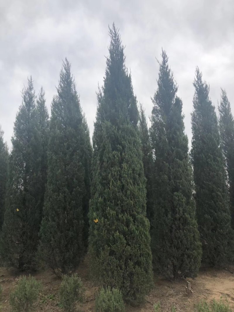 辽宁沈阳塔柏桧柏小苗工程苗1米-6米高造型塔柏繁育基地