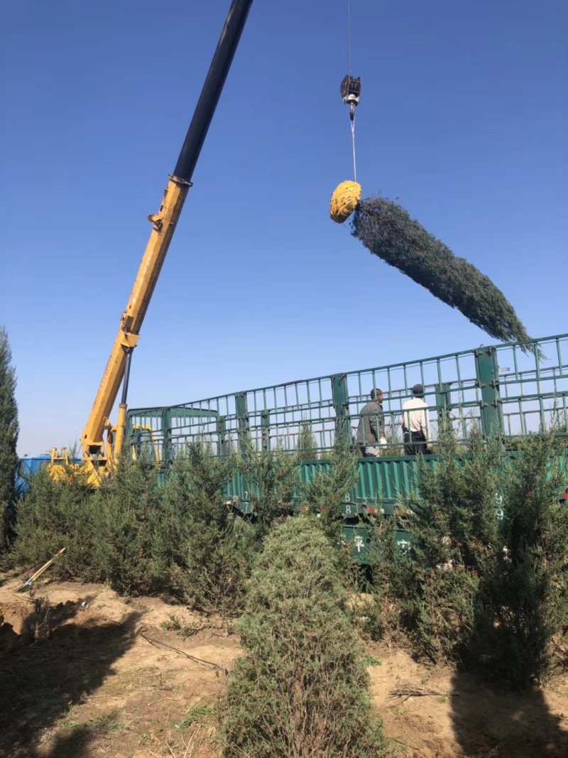辽宁沈阳塔柏桧柏小苗工程苗1米-6米高造型塔柏繁育基地