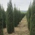 辽宁沈阳塔柏桧柏小苗工程苗1米-6米高造型塔柏繁育基地
