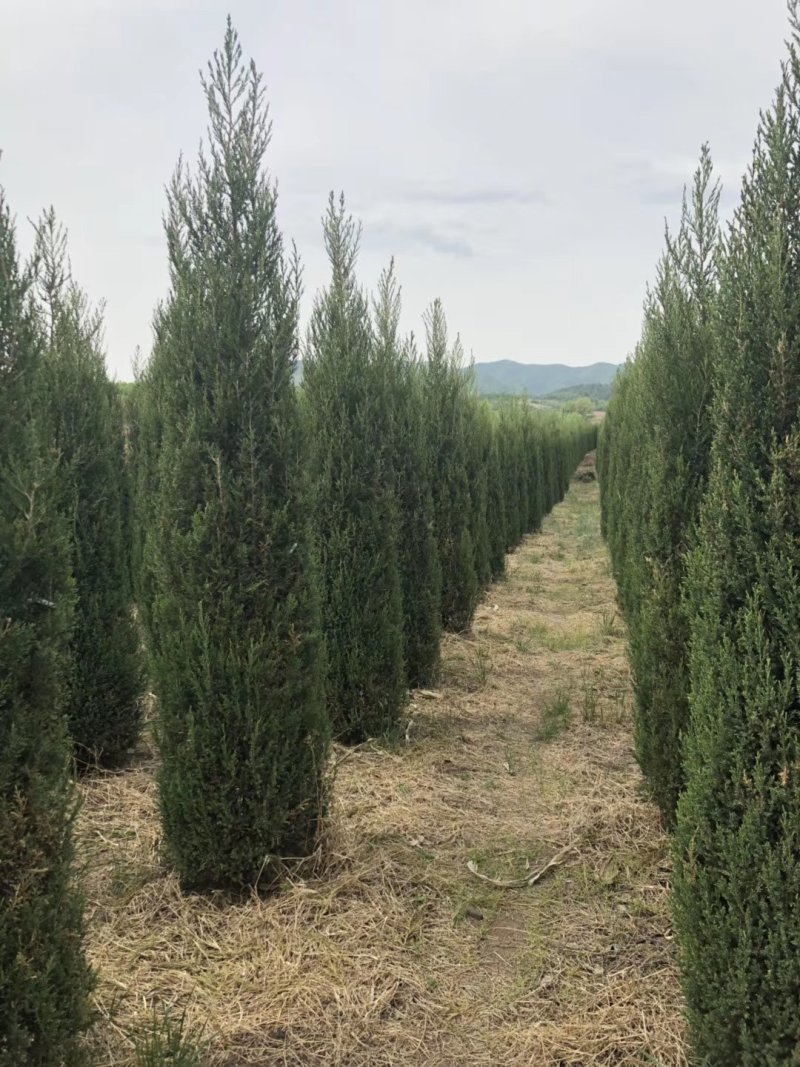 辽宁沈阳塔柏桧柏小苗工程苗1米-6米高造型塔柏繁育基地