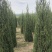 辽宁沈阳塔柏桧柏小苗工程苗1米-6米高造型塔柏繁育基地