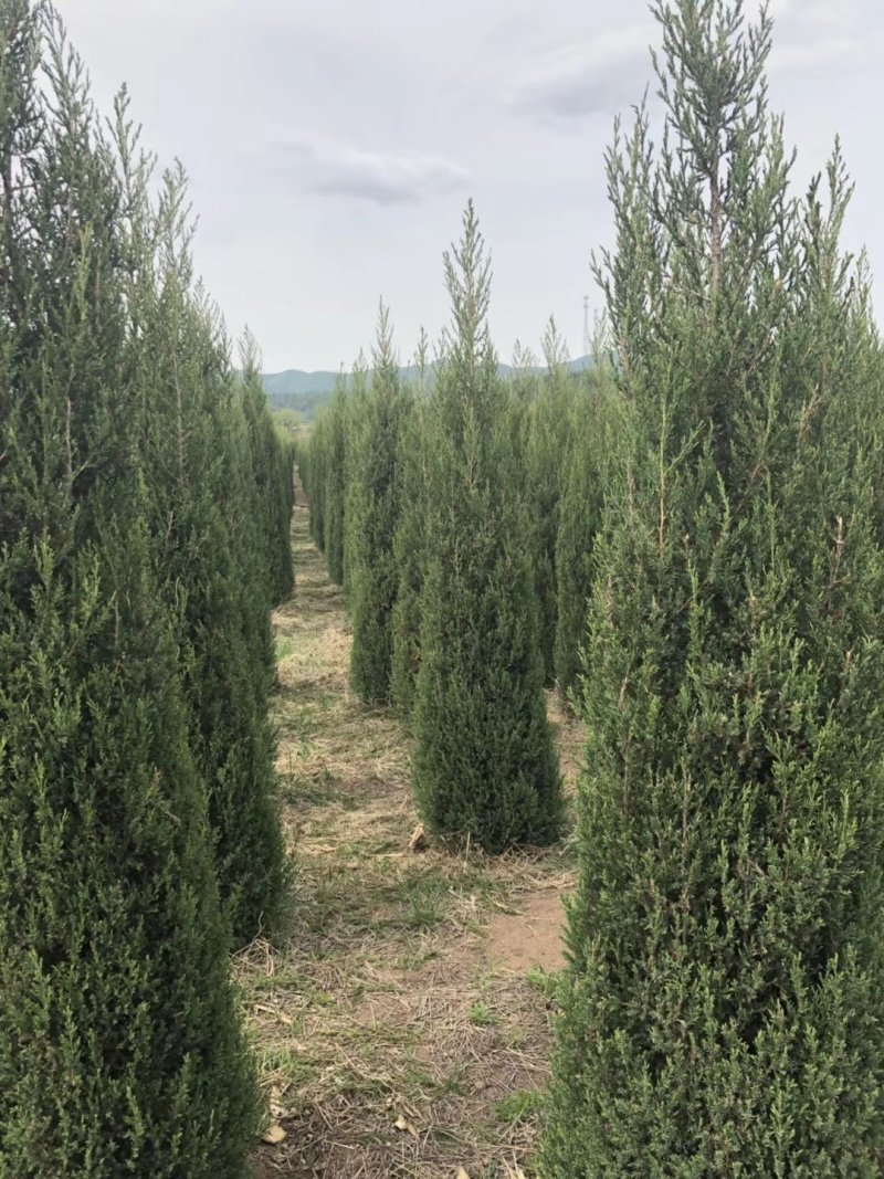 辽宁沈阳塔柏桧柏小苗工程苗1米-6米高造型塔柏繁育基地