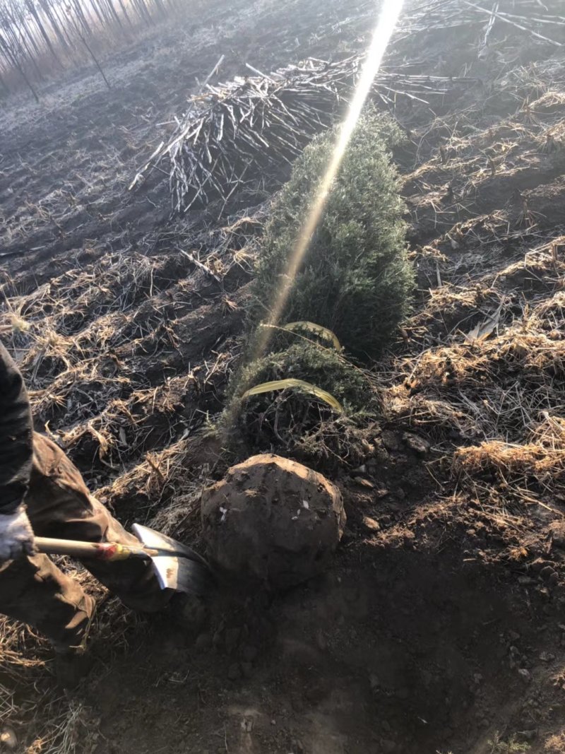 辽宁沈阳塔柏桧柏小苗工程苗1米-6米高造型塔柏繁育基地