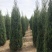 辽宁沈阳塔柏桧柏小苗工程苗1米-6米高造型塔柏繁育基地