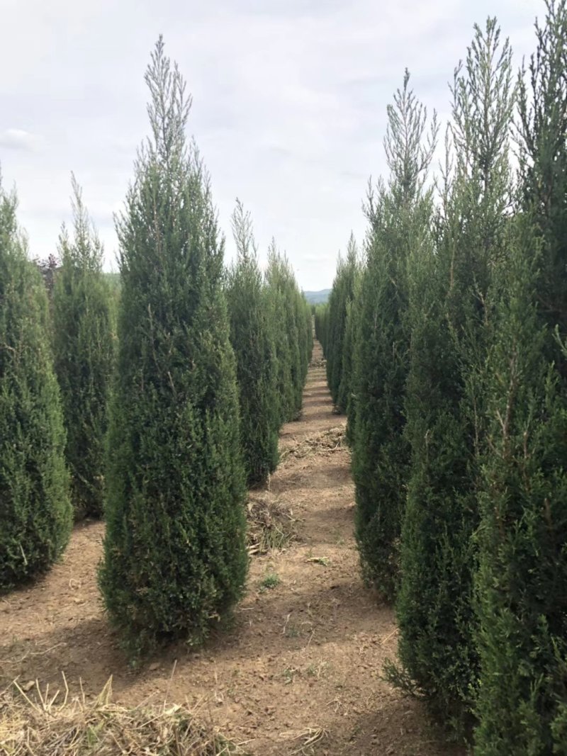 辽宁沈阳塔柏桧柏小苗工程苗1米-6米高造型塔柏繁育基地