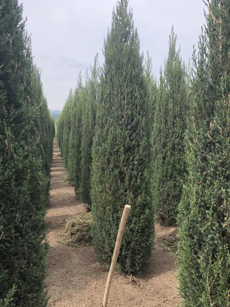 辽宁沈阳塔柏桧柏小苗工程苗1米-6米高造型塔柏繁育基地