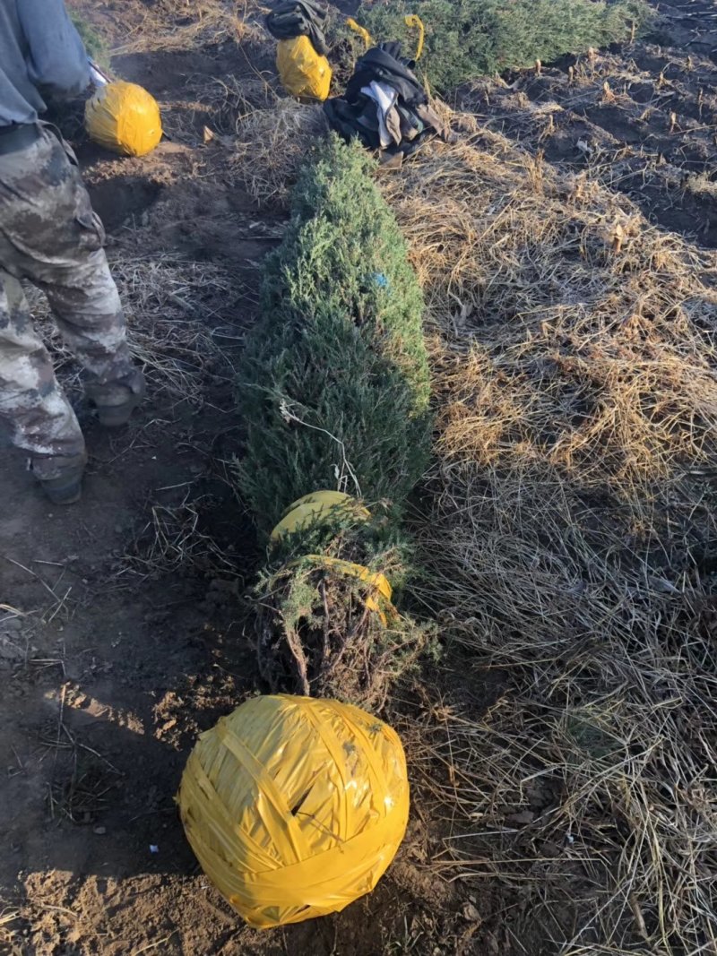 辽宁沈阳塔柏桧柏小苗工程苗1米-6米高造型塔柏繁育基地