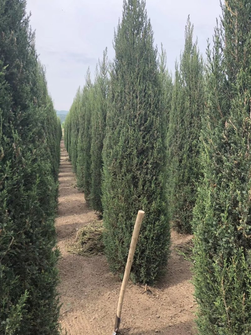辽宁沈阳塔柏桧柏小苗工程苗1米-6米高造型塔柏繁育基地