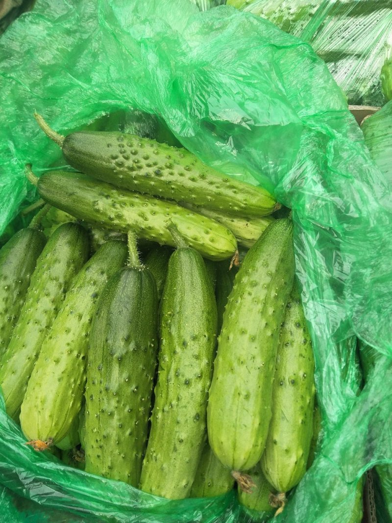 白黄瓜供应春秋量大欢迎光临